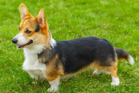 Corgi Colors • helloBARK!