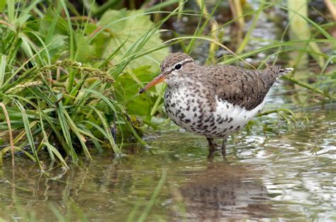 Spotted Sandpiper | Audubon Field Guide