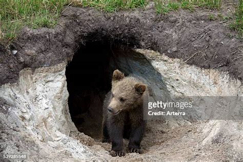 2,447 Bear Den Stock Photos, High-Res Pictures, and Images - Getty Images