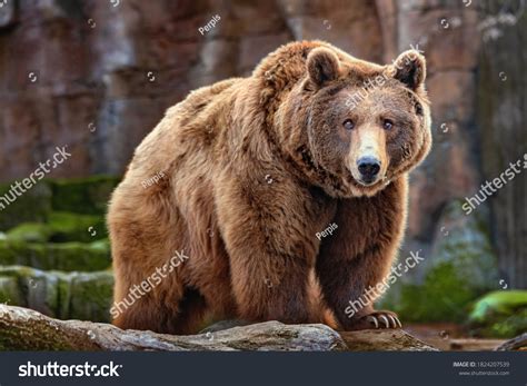 Bear illustration: 15,069개가 넘는 로열티 프리 라이선스 대상 스톡 사진 | Shutterstock