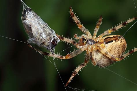 Orb web spider with prey — Digital Grin Photography Forum