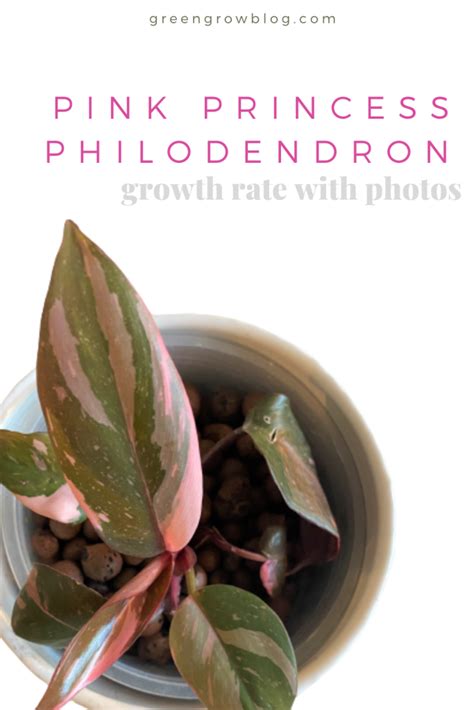 Pink Princess Philodendron propagation – greengrow