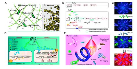 | Applications of engineered bacteria for treating infection. (A) A... | Download Scientific Diagram