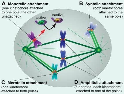 Microtubule–kinetochore attachments. Four types of kinetochore–microtubule attachments are ...