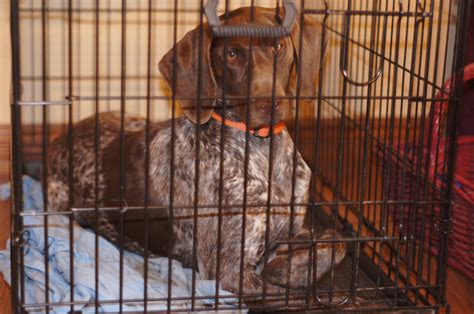 Potty Training Crate Method | Von Meistern German Shorthaired Pointers