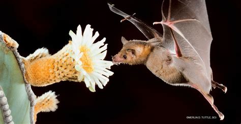 Colorado Mountain Gardener: What are Pollinators and why do we need them? by Ed Powers