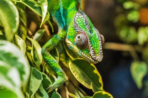 Why Do Chameleon Camouflage? - Reptiles Guide