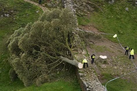 Northumberland National Park boss' hope to make Sycamore Gap site 'iconic once again ...