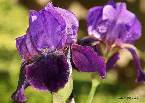 Purple Irises Photograph by Denise Irving - Pixels