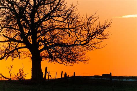 Sunset Silhouette of a Tree Stock Image - Image of deep, evening: 133909887