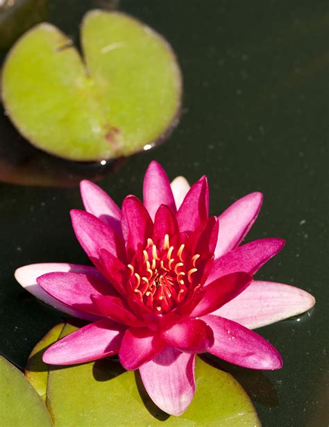 Wondrous Water Lilies Continued... - Plant Talk