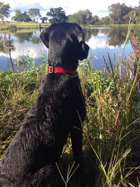 hunting lab #lab #labrador #hunting #huntingdog | Lab dogs, Dogs and puppies, Black puppy