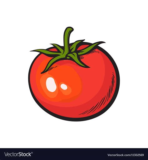 Sketch style drawing of shiny ripe red tomato Vector Image