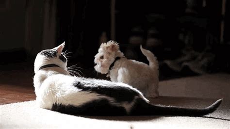 Dog and Cat GIFs | POPSUGAR Pets