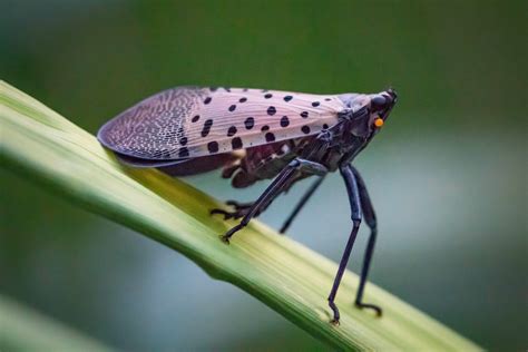 Stoller has organic product to control invasive spotted lanternfly ...