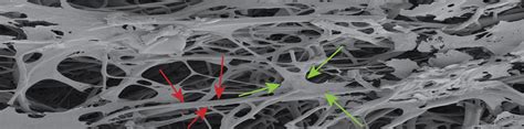 Biomaterials | Tissue Engineering Science and Technology Laboratory ...