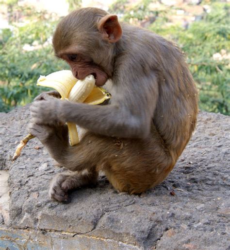 15 Odd And Interesting Facts about Monkeys