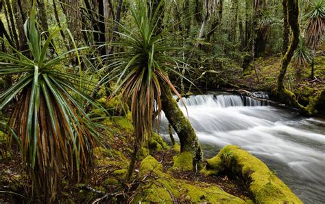 Tasmanian Wilderness World Heritage Area - Tasmanian National Parks ...