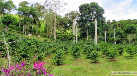 Hacienda Muñoz Coffee Plantation Agro-Tourism | PRDayTrips