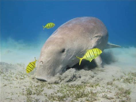 Dugong - 100 Animals