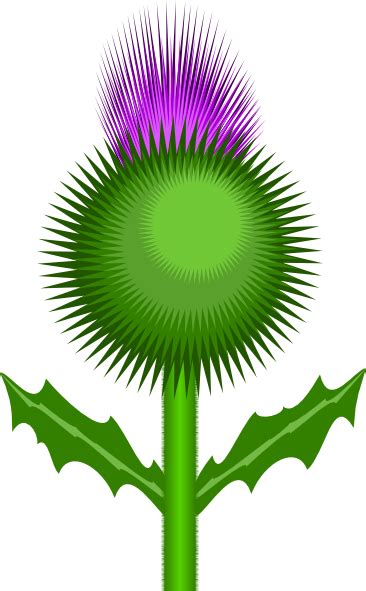 Thistle clipart - Clipground