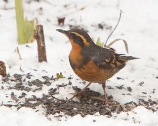 Of Paramount Importance: Varied Thrush Sighting Near Paramount Park