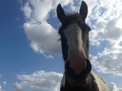 The Cob Horse Breed by Team Horsemart | Horsemart