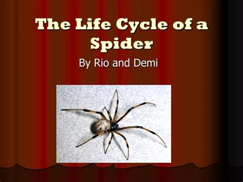 Life Cycle Of Spider