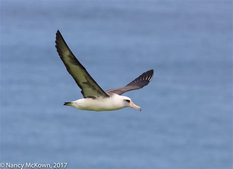 Photographing A Laysan Albatross - Holiday Greetings | Welcome to NancyBirdPhotography.com