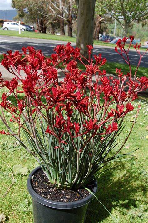 ANIGOZANTHOS Rufus - Backdraft™ — Australian Outback Plants - Native ...