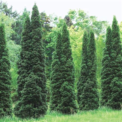 Emerald Green Giant Arborvitae / Suitable for both urban and rural areas.