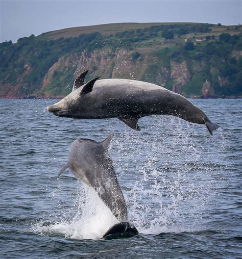 Dolphin and Wildlife boat trips, Moray Firth, Inverness | Dolphins ...