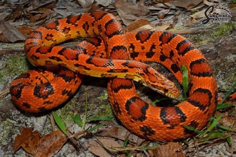 Best Corn Snake Morphs | MyPetCareJoy