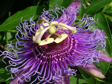 PASSION FRUIT purple flower vine maypop PASSIFLORA INCARNATA plant seed 10 SEEDS - Cacti ...