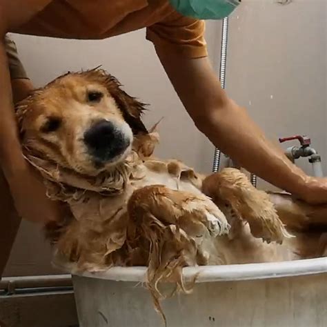 This dog loves 'spa day' - Good Morning America