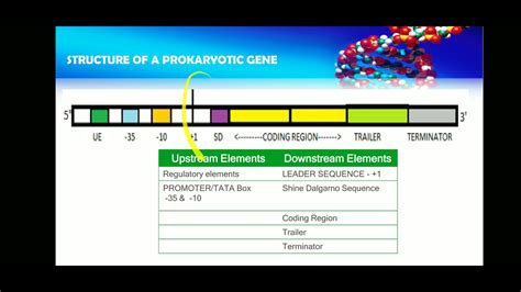 Prokaryotic gene structure - YouTube