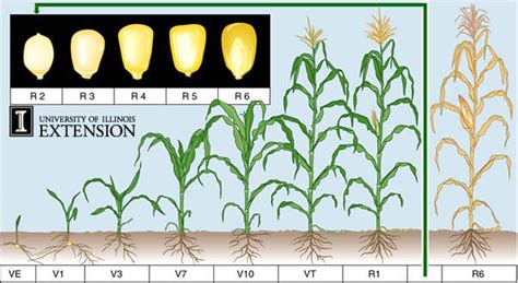 Corn Growth Stages - Odell's World