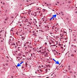 Simple Squamous Epithelial Tissue Under Microscope