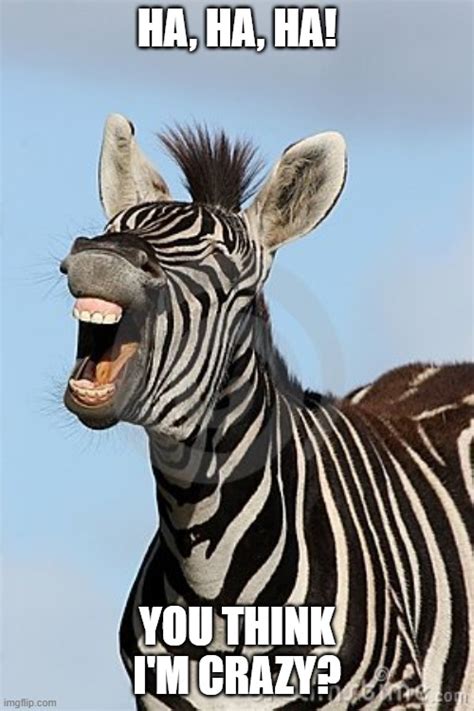 Laughing Zebra Memes - Imgflip