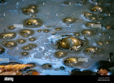 Golden bubbles of sludge gas on the watersurface of a swamp Stock Photo ...