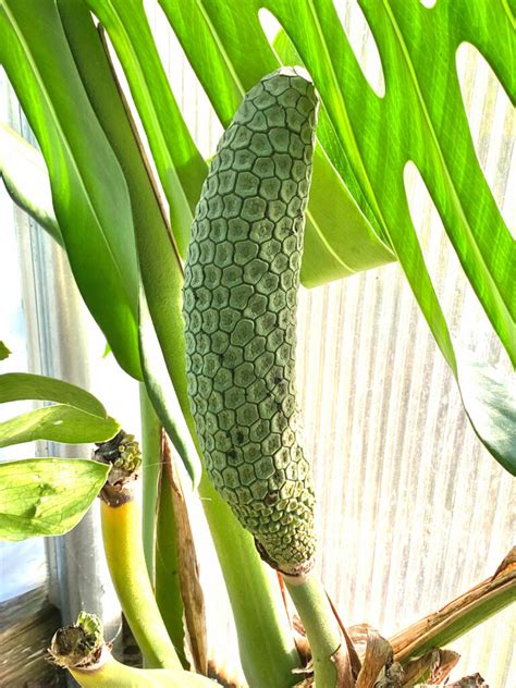 Monstera Deliciosa Fruit: 5 Things to Know About Eating It