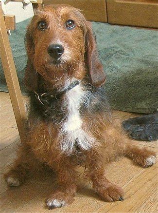 10 Heart-melting Basset Hound Mix Breeds To Aww Over