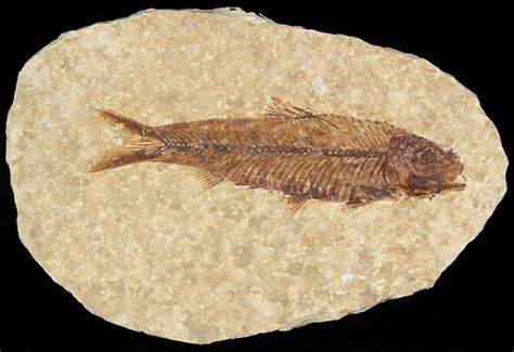 Small, 2.9" Knightia Fossil Fish - Wyoming For Sale (#47518) - FossilEra.com