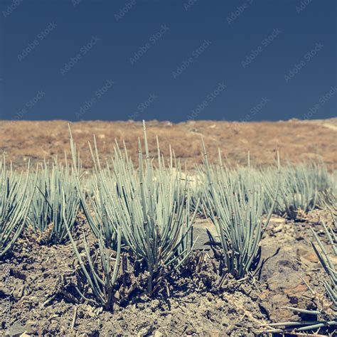 Desert plants growing in arid wastelands. Stock Photo | Adobe Stock