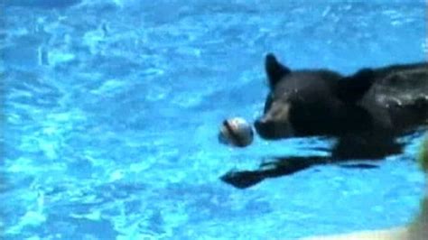 Bear Caught Swimming in Family's Pool Video - ABC News