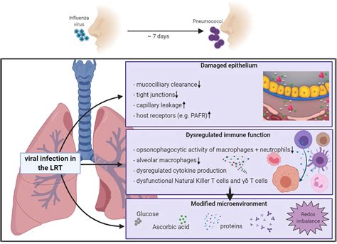 Bacterial Pneumonia Cell