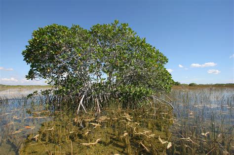 Common Plants to Spot on Your Everglades Tour | Miami Everglades Connection