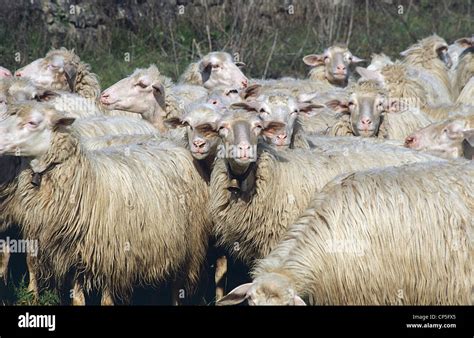 Sardinia - Sheep Stock Photo - Alamy