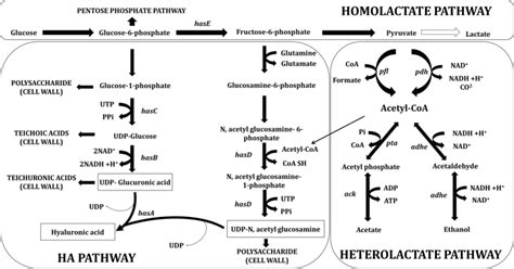 Hyaluronic acid biosynthetic pathway in L. lactis. Linkage of HA... | Download Scientific Diagram