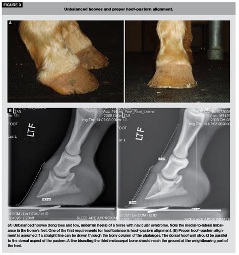 Navicular Disease In Horse - Quotes Viral